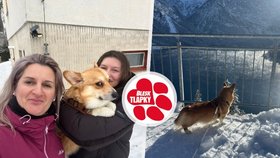 Corgi Tommi přežil devět dní v mrazu okolo lipenské přehrady