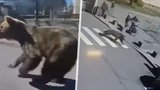 Šok na Slovensku: Medvěd v centru města útočil na lidi