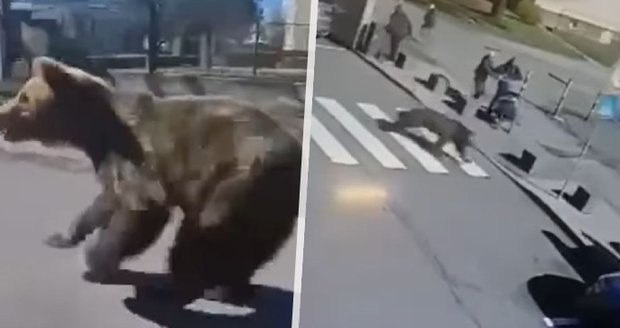 Medvěd v Liptovském Mikuláši zranil 5 lidí: Zvíře bylo zastřeleno, s identifikací pomohl dron!