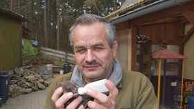 O osiřelá liščata pečuje zvířecí záchranář Karel Bobál. Krmí je speciálním mlékem každé tři hodiny.
