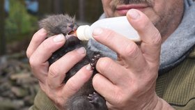 Když v parku nebo na ulici narazíte na poraněné zvíře či opuštěné mládě, vždy je lepší kontaktovat Záchrannou stanici pro volně žijícíc živočichy, než se poksuit vzít věci do vlastních rukou. (ilustrační foto)