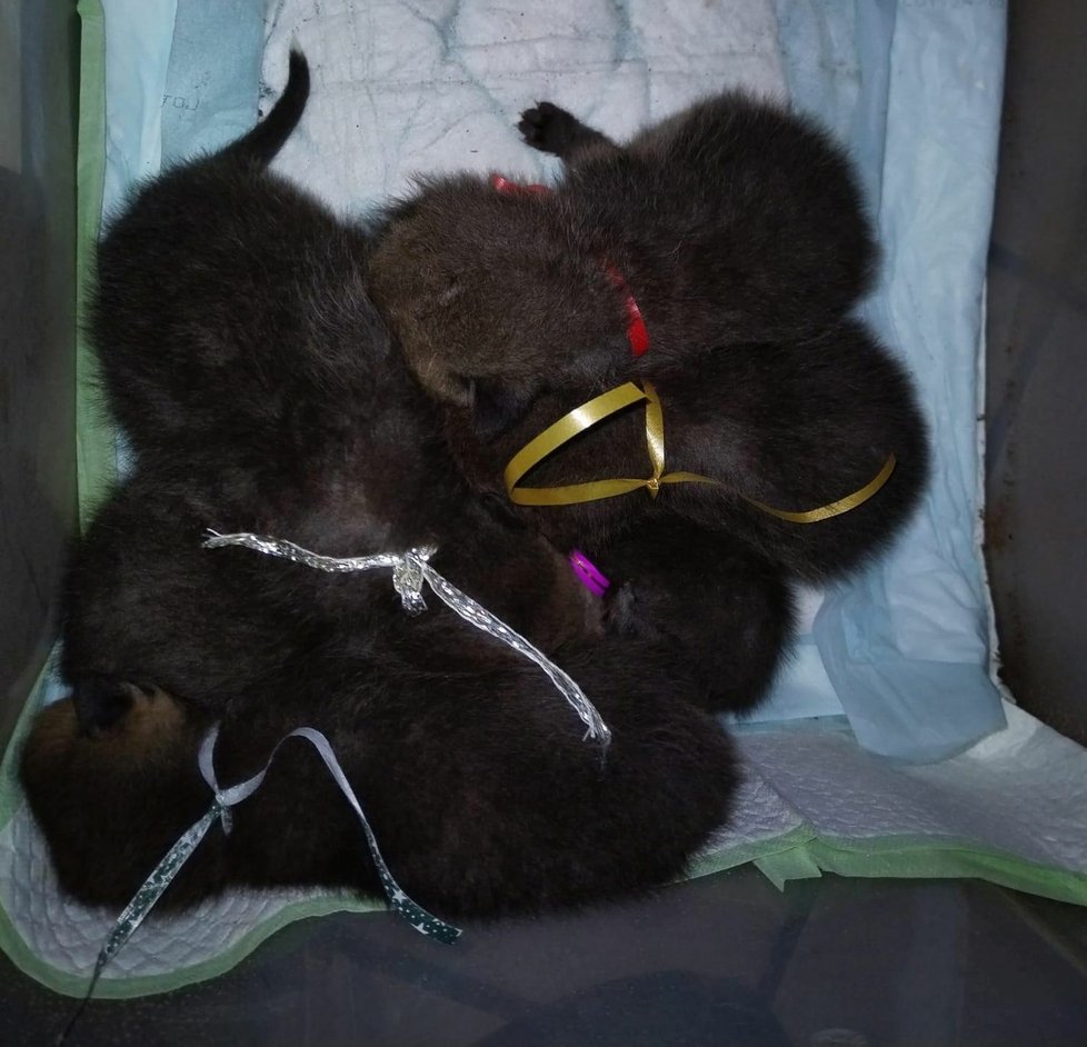 Zachráněná liščata z Rokycanska, jejich mámu vynorovali psi, mláďata skončila v záchranné stanici ve Studánce na Tachovsku.