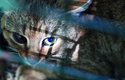 První detailní výzkum tajemné šelmy z Korsiky, které se říká liščí kočka