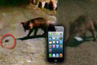 Chytrá liška: Ukradla iPhone, poslala SMS a přijala hovor