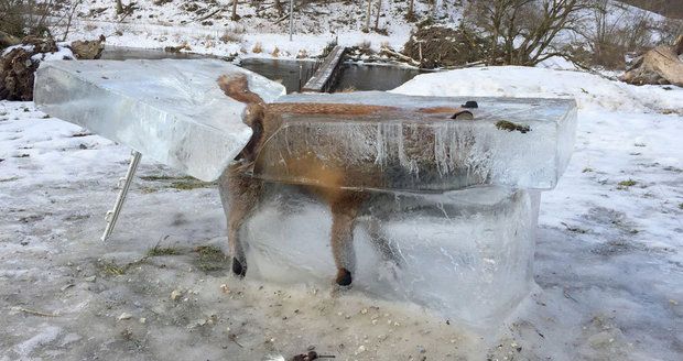 Nebohá liška zamrzla v Dunaji, ale lidem na internetu je k smíchu.