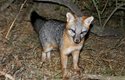 Lišky šedé vynalezly neobvyklý způsob, jak oklamat nepřítele: naučily se šplhat jako kočka