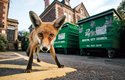 Městské lišky se naučily vybírat popelnice a oblíbily si sladkosti