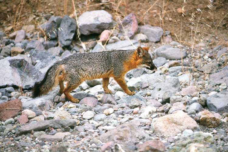 Liška je největší z pěti původních druhů savců ostrova Santa Catalina, dalšími jsou sysel veveří, dva druhy křečků a jeden rejsek