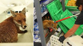 V supermarketu Penny vyděsila zákazníky liška!