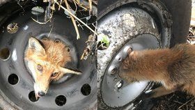 Lišce se zasekla hlava v disku pneumatiky. Ochránci zvířat ji bezpečně vysvobodili.