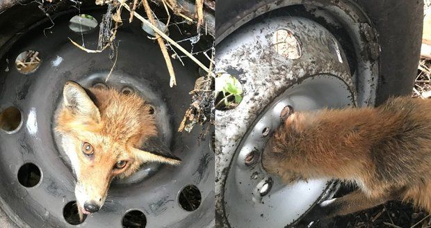 Unikátní záchranná akce: Liška se hlavou zasekla v disku pneumatiky, co zabralo? 