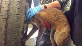 Lišce se zasekla hlava v disku pneumatiky. Ochránci zvířat ji bezpečně vysvobodili.