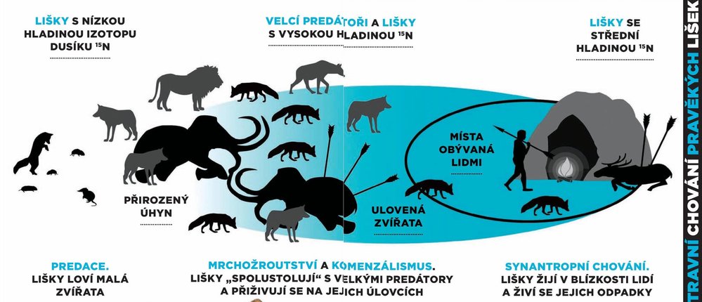 Potravní chování pravěkých lišek