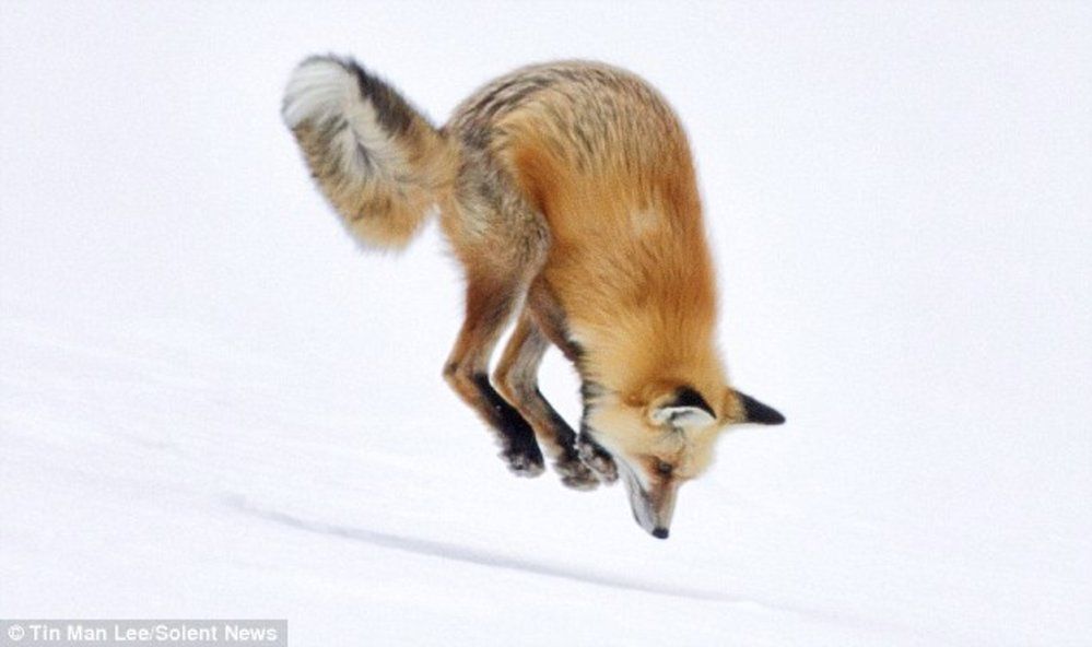 Jak vysoko skáče liška?