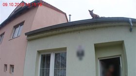 Na střeše domku v Brně-Komíně seděla liška.