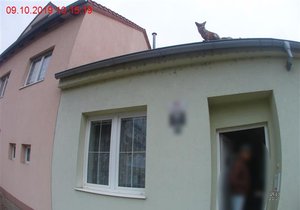 Na střeše domku v Brně-Komíně seděla liška.
