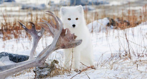 Těžký život v tundře: Polární lišky se přidávají k ledním medvědům