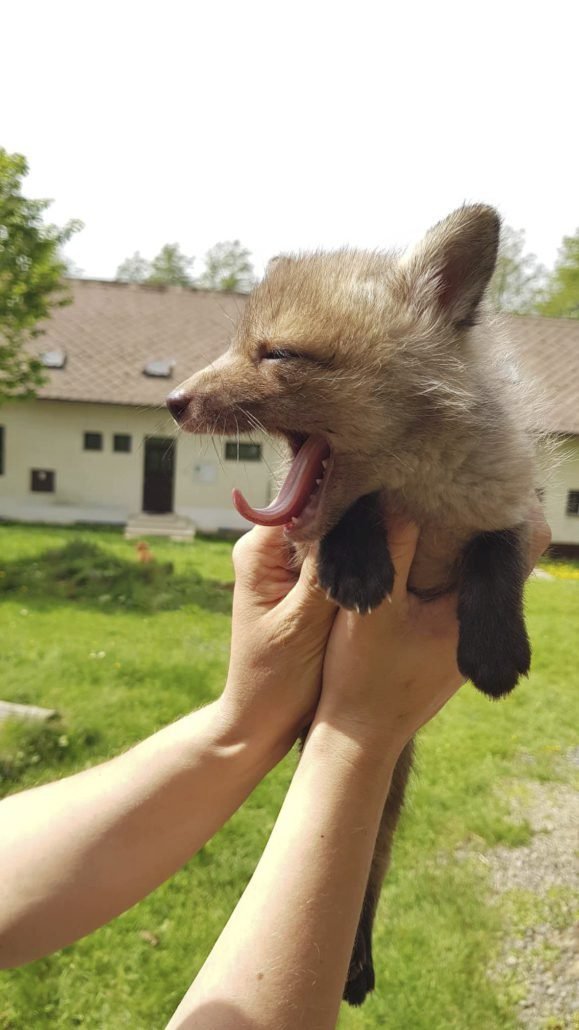 Myslivec zabil lišku i s mláďaty, jedno přeživší nabízel v hospodě: Zákon prý neporušil