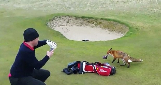Golfisté si lišku natáčeli a fotili.