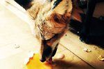 Lišky lákají zbytky potravin u popelnic. Ilustrační foto