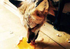 Lišky lákají zbytky potravin u popelnic. Ilustrační foto