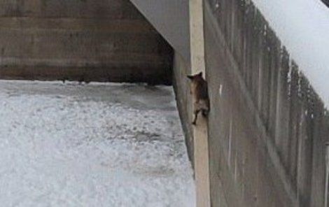 Nebohá liška se z nádrže nemohla dostat ven.