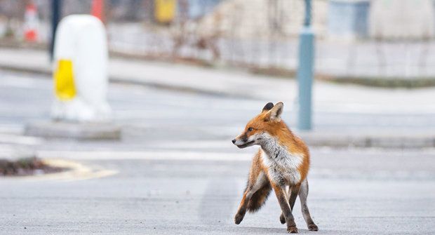 Lišky ve městě: Nový domov divokých zvířat