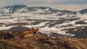 Lišky za polárním kruhem na Čukotce