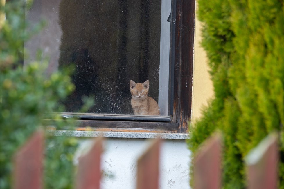 V neděli byla v okně domu jedna kočka, zbytek běhal okolo.