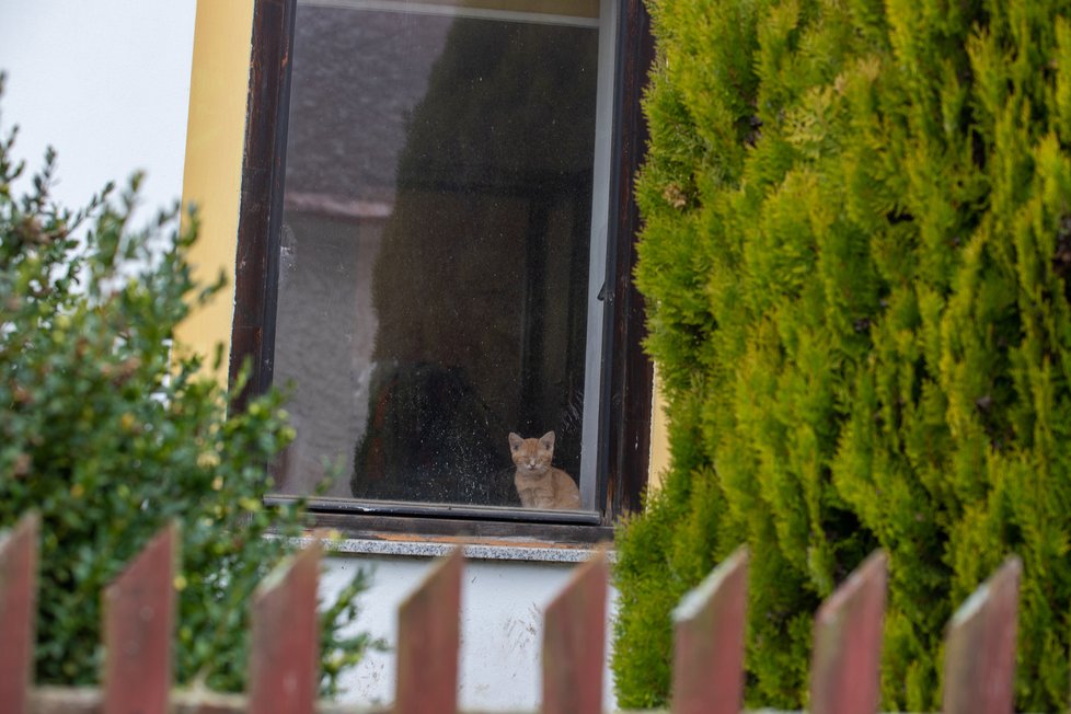 V neděli byla v okně domu jedna kočka, zbytek běhal okolo.
