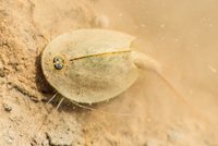 „Živoucí trilobiti“ se hemží kalužemi v Brdech: Kriticky ohrožení korýši mají 142 nohou