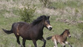 Koně způsobují v Austrálii více lidských úmrtí než všechna jedovatá zvířata dohromady.