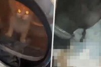 Matka kočičího tyrana z Litoměřic: Syn má odmala závažné problémy!