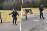 Policista chytil uprchlého koně díky svačině.