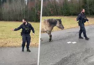 Policista chytil uprchlého koně díky svačině.