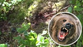 V lese na Slovensku našli mrtvolu muže (†57): Zabíjel medvěd?!