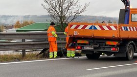 Sražená kráva na dálnici D1 u Lokte.