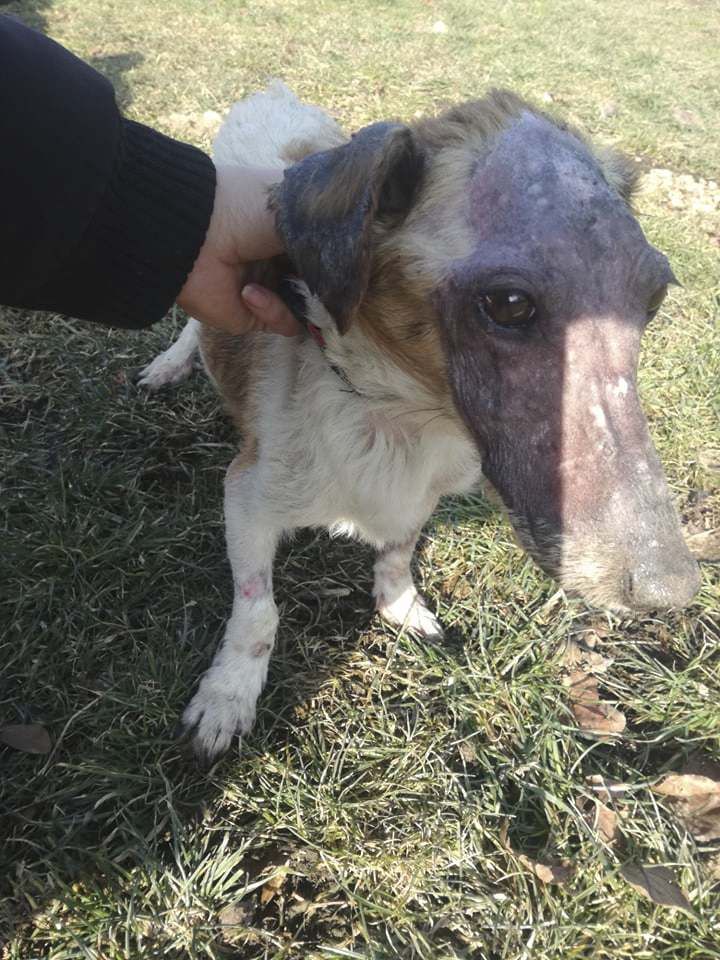 Lole už srst na hlavě nedoroste. Trpí nejspíš Cushingovým syndromem