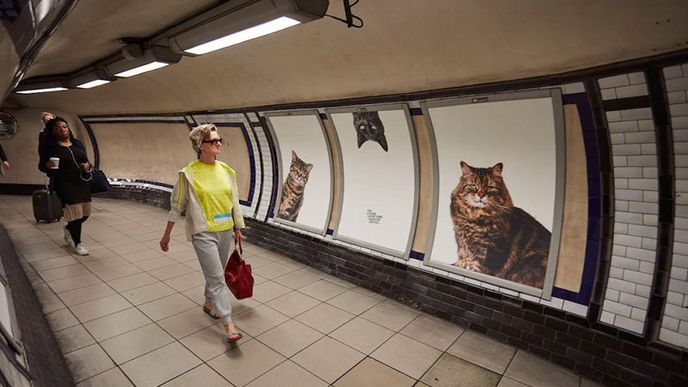 Organizace C. A. T. S. se snaží v londýnském metru vybrat peníze pro kočky, které potřebují pomoc.