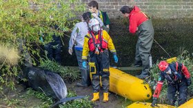 Mladou velrybu se zachránit nepodařilo.