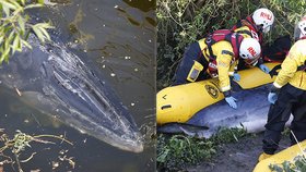 Na Temži v Londýně uvízla mladá velryba: Vyčerpaného kytovce museli utratit