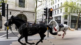 Koně britské kavalerie na útěku v Londýně (24.4.2024)