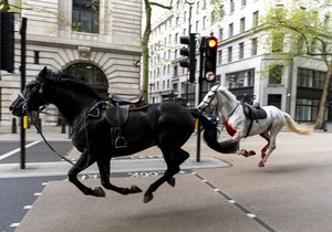 Koně britské kavalerie na útěku v Londýně (24.4.2024)