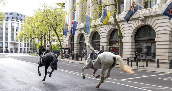 Hrůzné detaily o koních, kteří se splašili v Londýně: Potkani ve stájích a špinavá voda!