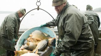 Třeboňské rybářství čeká slabší rok