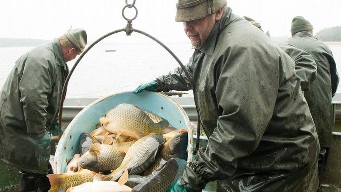 Loni třeboňští rybáři dodávali kapry obchodníkům na vánoční trh s doporučenou cenou kapra I. třídy v rozmezí od 75 až 79 korun, kilo výběrového za 85 až 89 korun. (Foto ČTK)