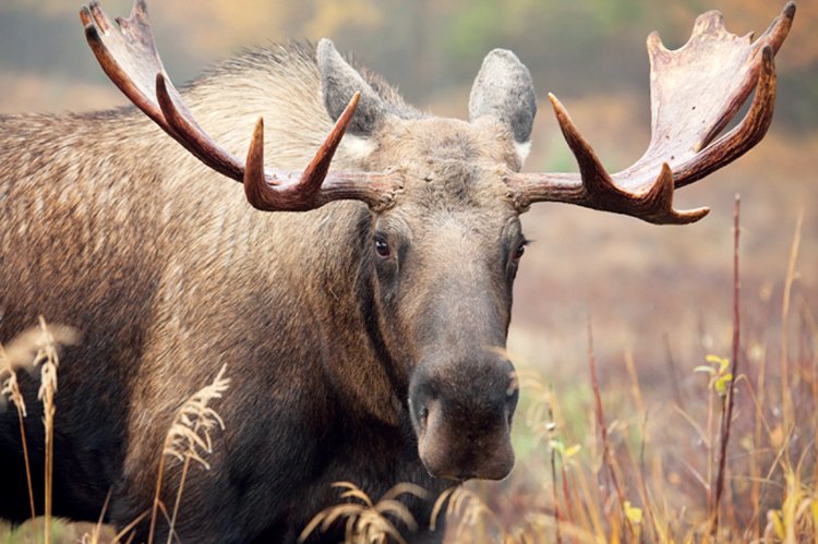 Zatímco býci některých poddruhů losa váží až 700 kg, ten yellowstonský (Alces alces shirasi) je ze čtyř amerických poddruhů nejmenší, býci neváží víc než 340 kg