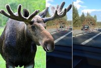 Akční srážka na švédské silnici: Vůz smetl půltunového losa!