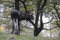 V Bavorsku srazil řidič losa, zvíře tam přišlo asi z Česka