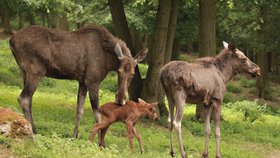 Otazníky jsou vyřešeny. Čerstvě narozené losí mládě v brněnské zoo je sameček.